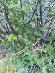 Ceanothus sanguineus