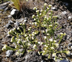 Phylica ericoides