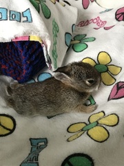 Sylvilagus floridanus