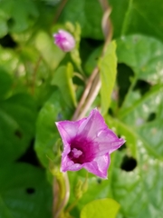 Ipomoea triloba