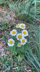 Tanacetum parthenium