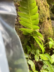 Cyathea grandifolia