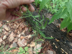 Hesperidanthus linearifolius