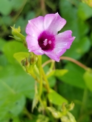 Ipomoea triloba