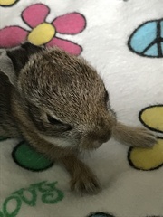 Sylvilagus floridanus