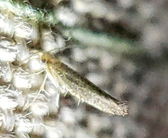 Argyresthia subreticulata