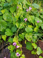 Ipomoea triloba