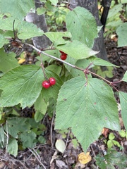 Viburnum edule