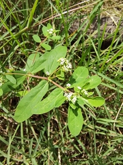 Euphorbia hypericifolia