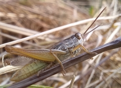 Euchorthippus elegantulus