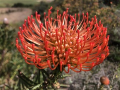 Leucospermum lineare