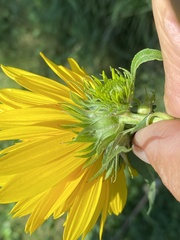 Helianthus grosseserratus