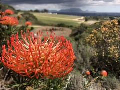 Leucospermum lineare