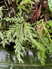 Selaginella flabellata