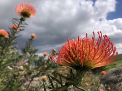 Leucospermum lineare