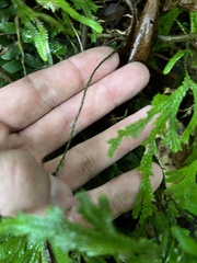 Selaginella flabellata