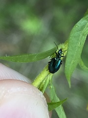 Lebia viridis