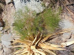 Pleurocoronis pluriseta