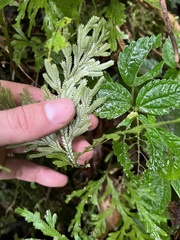 Selaginella flabellata