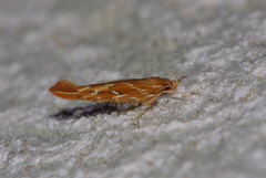 Pyroderces argyrogrammos