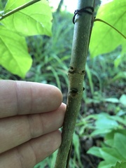 Fraxinus biltmoreana