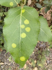 Stigmella salicis