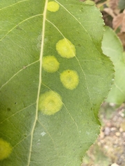 Stigmella salicis