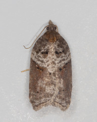 Acleris