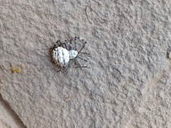 Argiope lobata