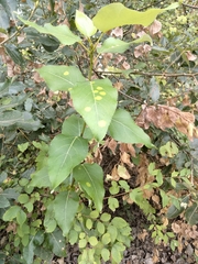 Stigmella salicis