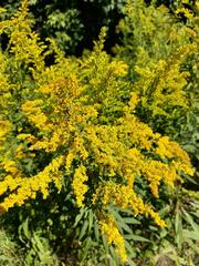 Solidago