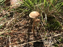 Panaeolus foenisecii