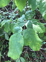 Fraxinus biltmoreana