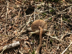 Panaeolus foenisecii