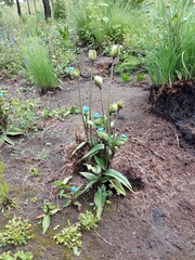 Commelina tuberosa
