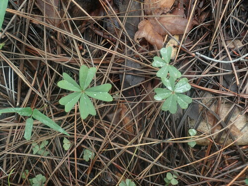 Image of Oxalis decaphylla by no rights reserved