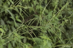 Digitaria sanguinalis