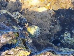 Calcinus laevimanus