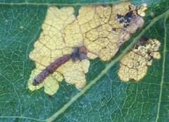 Atemelia torquatella