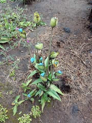 Commelina tuberosa