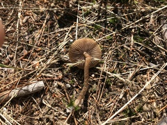 Panaeolus foenisecii