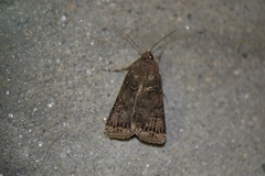 Agrotis