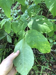 Fraxinus biltmoreana