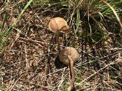Panaeolus foenisecii