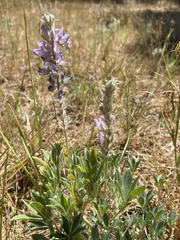 Lupinus argenteus