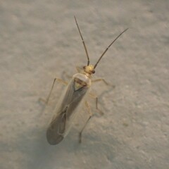 Miridae