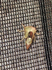 Telamona decorata