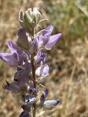 Lupinus argenteus