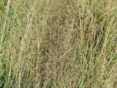Agrostis capillaris