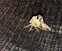 Telamona decorata